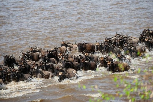 Mara River Crossings: Exact Weeks, Where to Stand, How to Time It